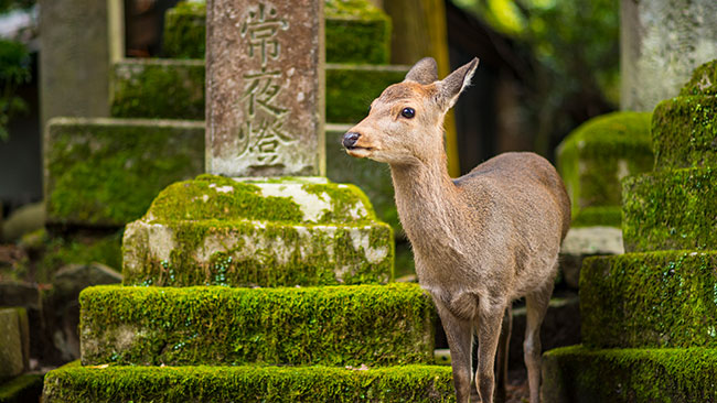 Nara